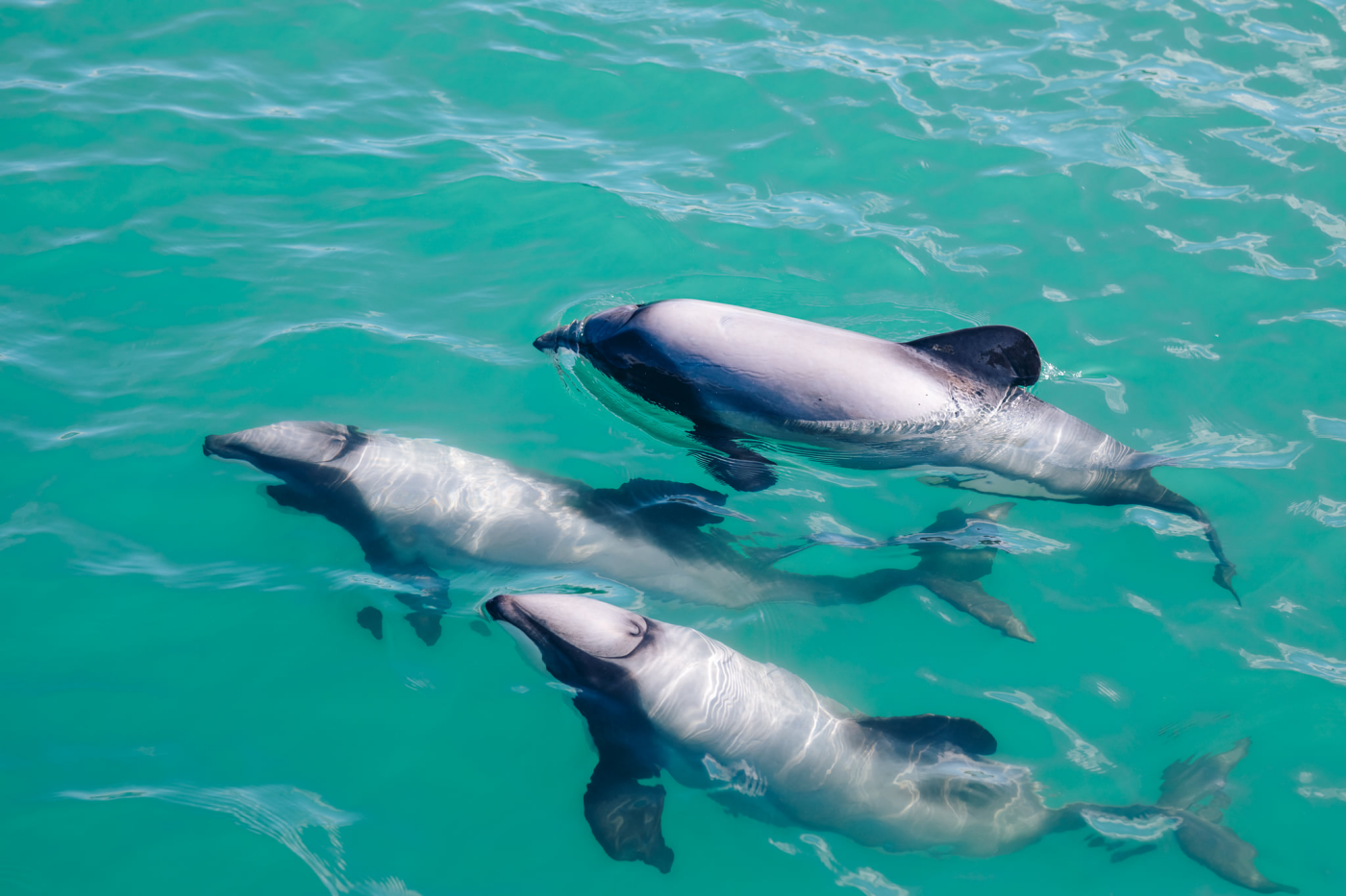 Dolphins ~ Discover Akaroa’s Majestic Hectors Dolphins - Akaroa Dolphins